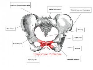 Pubalgie – Sarah ISRAEL Ostéopathe DO